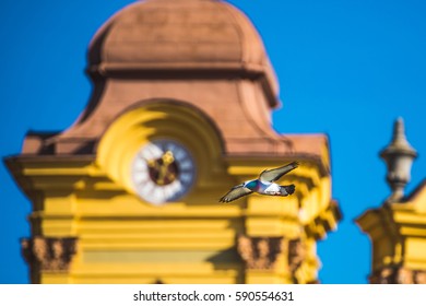 Pidgeon Flying In Front Of A Church In Timisoara, Romania On A Sunny Day