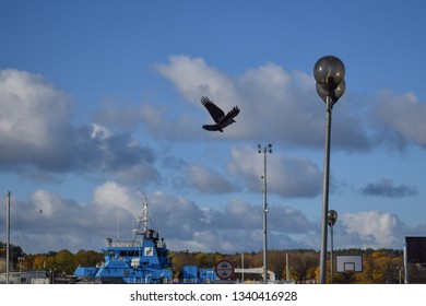 Pidgeon Flying In Klaipeda's Harbor, Lithuania