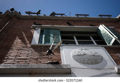 Pidgeon Flying Next To A Building