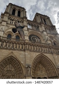 Pidgeon Flying Next To Notre Dame Cathedral.