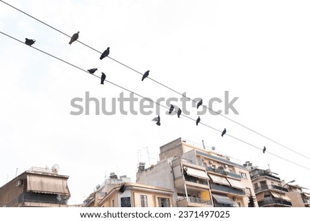 Pidgeons Resting and Flying On Tram Cables in Athens