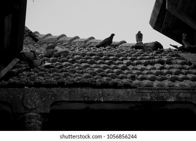 Pidgeons standing at a rooftop of an old house in a gray day - Powered by Shutterstock