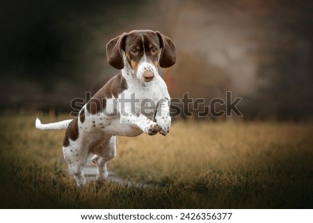 piebald dachshund dog beautiful portraits on a dark natural background, a walk on a rainy day