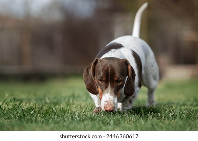 piebald dachshund dog walking on the lawn and sniffing the grass spring pet photos - Powered by Shutterstock