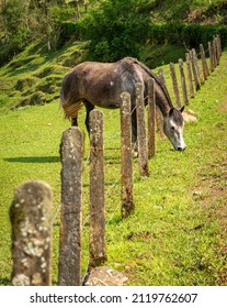 Piebald Horse Grazing Near The Fence