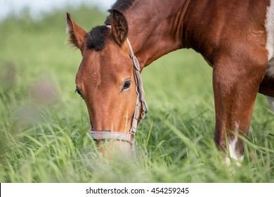 Piebald Horse In The Summer Pasture