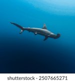 A piebald scalloped hammerhead shark swimming in Nuku Hiva, French Polynesia, Marquesas islands