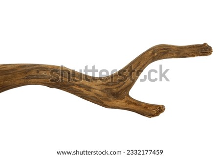 Piece branches of driftwood for aquarium design and decor isolated on white background with clipping path