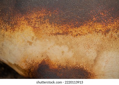 Piece Of Burnt Pigskin, Skin Texture