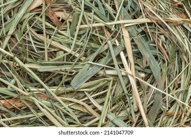 A Piece Of Christmas Hay (Sianko In Polish) That is Placed Under A White Tablecloth During Christmas Eve Dinner. Sianko Symbolizes The Place Where Jesus Was Born. Religion Symbol. Christmas Tradition