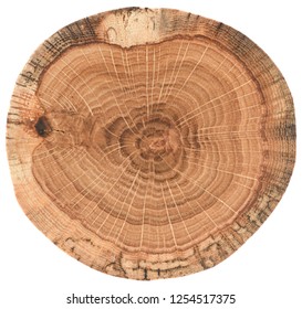 Piece Of Circular Wood Cross Section With Tree Growth Rings. Oak Tree Stump Texture Isolated On White Background