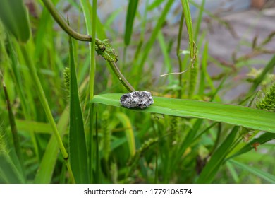 Piece of concrete lying on a blade of grass. s - Shutterstock ID 1779106574