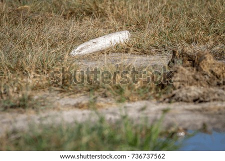Piece of Elephant tusk laying in the grass in the Hwange National Park, Zimbabwe.