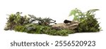 Piece of forest ground with moss, plants, branches isolated on white background. Border of fresh green forest vegetation, weathered branch, fallen branches.