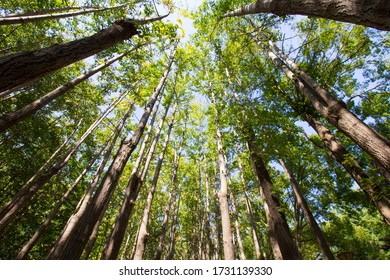 Piece Of Forest In Seoul Park