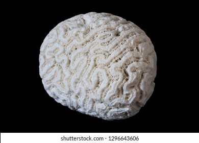 A piece of fossilized white brain coral on a black background