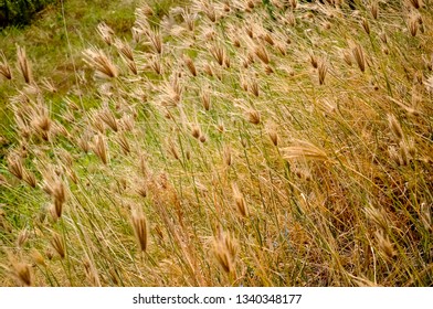 A Piece Of Grassland, Especially One Used For Hay