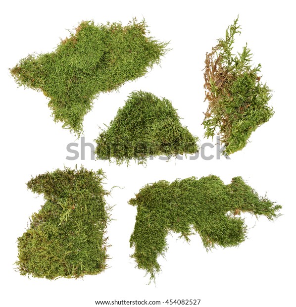 Piece Green Moss Stock Photo (Edit Now) 454082527