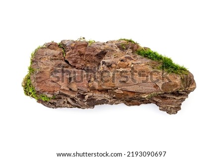 Piece of natural old pine bark with moss isolated on white