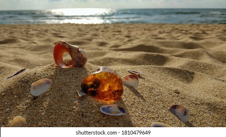 A piece of natural raw amber and shells, large and small, are scattered on the sand against the sea. Inside the amber there is an ancient plant that is millions of years old. The early morning hours. 