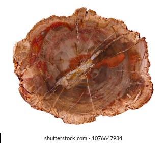 Piece of petrified wood isolated on white background. Texture of a polished cut of a petrified tree close-up. Top view.
