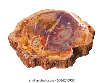 Piece of petrified wood isolated on white background. Texture of a polished cut of a petrified tree close-up. Selective focus.