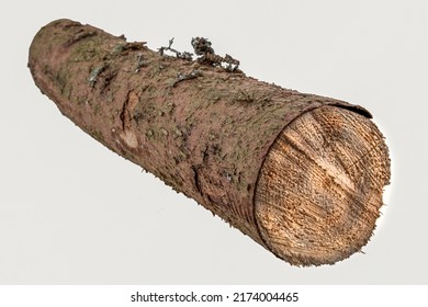 A Piece Of Sawn-off Spruce Wood Isolated On A White Background