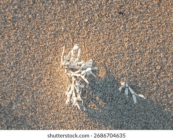 a piece of sunbleached algae or seaweed