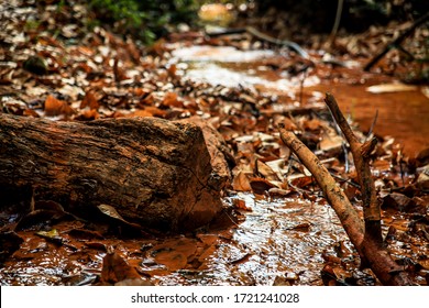 Piece Of Trunk And Dry Branch In The Foreground And Fallen Leaves In The Background. River With Little Current.