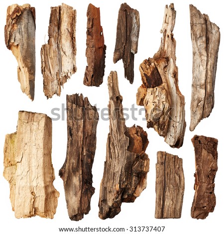 Piece of trunk isolated on white background. Set