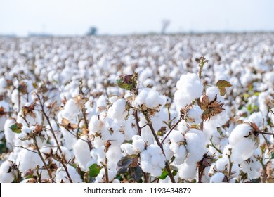 a piece of white cotton land
