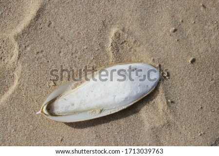 Piece of white cuttlefish sepia bone for birds to feed on on sand background. Found, natural Cuttlefish bone aka cuttlebone, the internal shell of cephalopod. Feed to pet birds.