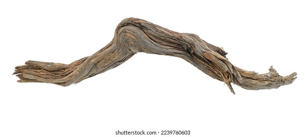 piece of wood from the forest