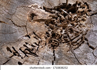 Piece Of Wood Infested Damaged And Eaten By Termite. Termites Are Eating The Wood Of The House. They Destroy Houses, Wooden Parts And Destroy Wood Products.