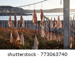 Pieces of salt cod drying on string on outdoor poles in Bonavista harbor, Newfoundland, Canada.