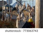 Pieces of salt cod drying on string on outdoor poles in Bonavista harbor, Newfoundland, Canada.