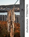 Pieces of salt cod drying on string on outdoor poles in Bonavista harbor, Newfoundland, Canada.