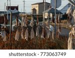Pieces of salt cod drying on string on outdoor poles in Bonavista harbor, Newfoundland, Canada.