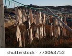 Pieces of salt cod drying on string on outdoor poles in Bonavista harbor, Newfoundland, Canada.