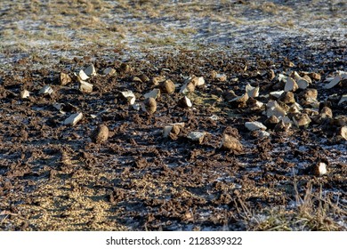 Pieces Of Sugar Beet And Wheat On The Ground Near Forest. Feeding Wild Animals In The Winter.