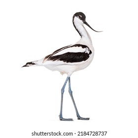 Pied avocet, Recurvirostra avosetta,  black and white wader, stilt family, isolated on white