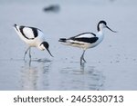 Pied avocet, Recurvirostra avosetta, foraging in shallow water  in late evening sunlight