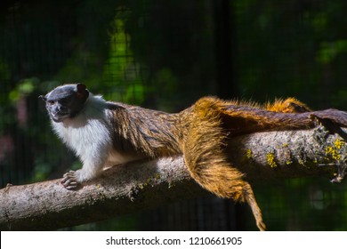 Pied Bare-faced Tamarin