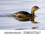 Pied Billed Grebe on water
