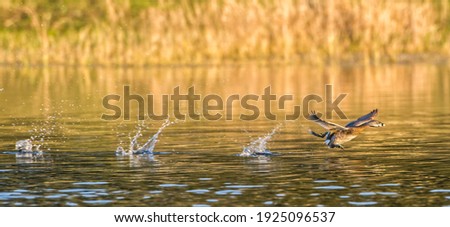 pied billed grebe (Podilymbus Podiceps) getting running start across water for  takeoff, evening yellow light, splashes, feet dangling, wings out, great detail