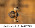 Pied billed grebe swimming on a small pond in spring.