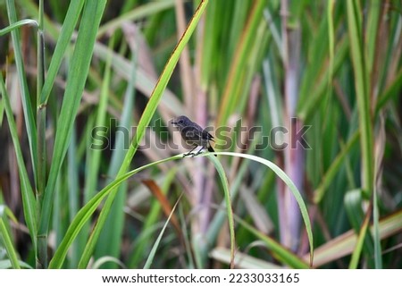 Pied Bushchat Juvenile bird sitting on grass blade