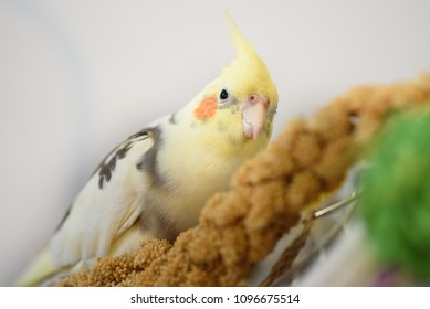 yellow pied cockatiel