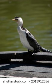 The Pied Cormorant Is A Black And White Sea Bird