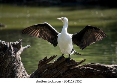 The Pied Cormorant Is A Black And White Sea Bird